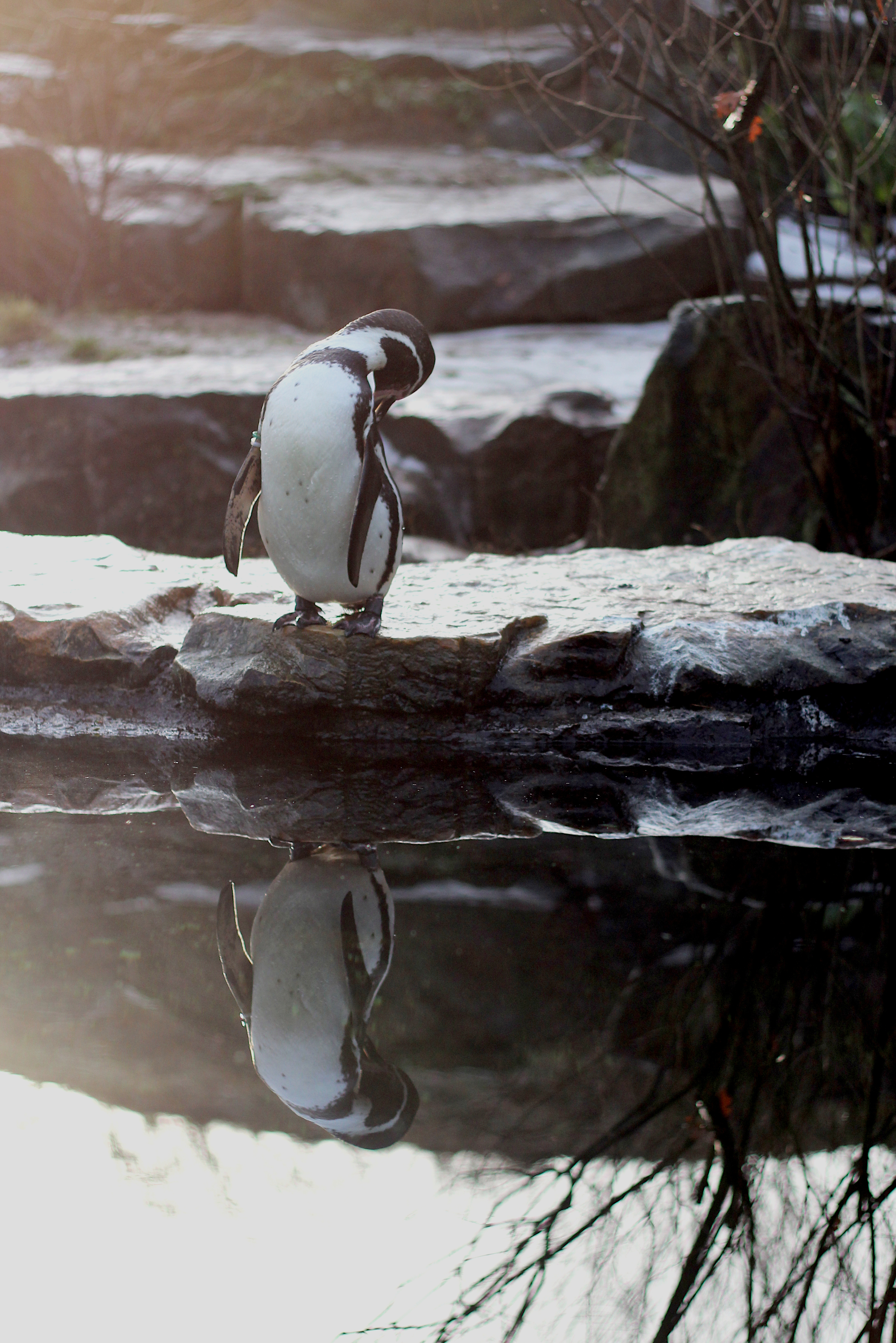 Penguin reflected in the water